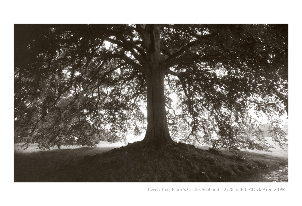 Beech Tree, Floor's Castle, Scotland - British Isles
